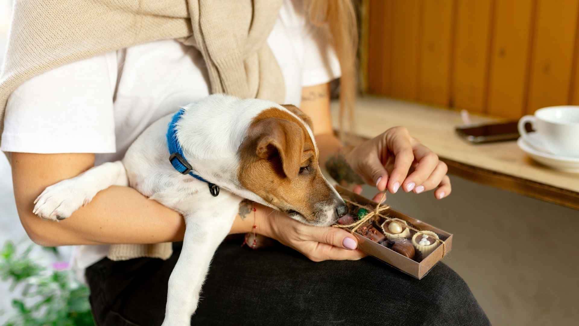 Chocolate toxico para perros